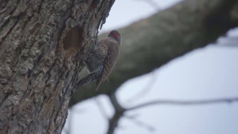 Closeup-Shot-Of-A-Northern-Flicker,-Woodpecker-Species-Of-Bird-In-Algonquin-Park