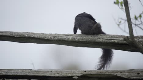 A-Black-Squirrel-Sitting,-Scratching-On-A-Country-Farm-Fence-In-Slow-Motion