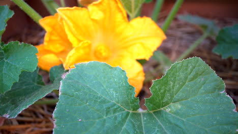 Zucchini-flowers-indicate-a-productive-harvest-of-the-taste-squash