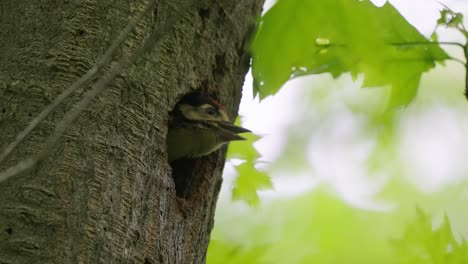 A-young-and-curious-chick,-great-spotted-woodpecker
