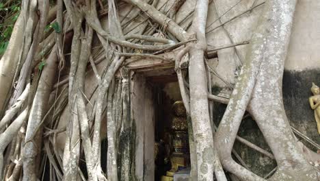 Toma-De-Pedestal:-Raíces-Que-Crecen-Sobre-Y-Alrededor-Del-Antiguo-Templo-De-Wat-Bang-Kung-En-Tailandia