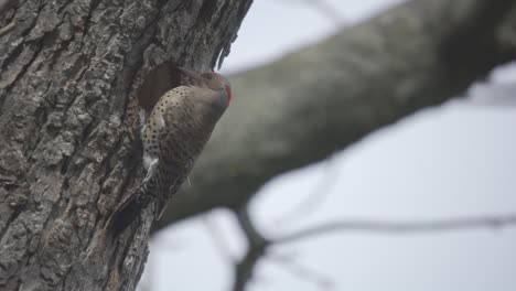 Closeup-Portrait-Of-A-Northern-Flicker-Perched-On-A-Tree,-Wild-Bird-In-Slow-Motion