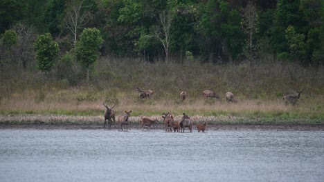 Sambar-Deer,-Rusa-unicolor,-Phu-Khiao-Wildlife-Sanctuary,-Thailand