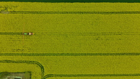 Luftaufnahme-Eines-Traktors-Mit-Auslegerspritze,-Der-Pestizide-Auf-Gelbe-Rapsfelder-In-Lubawa,-Polen,-Sprüht