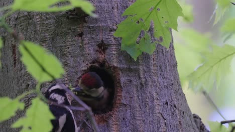Great-Spotted-Woodpecker-Feeding-Young-Woodpecker-In-Nest-Hole-In-Tree