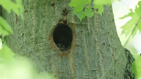 Breeding-of-great-spotted-woodpecker-inside-a-nest-dug-in-a-tree-trunk