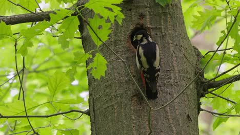 Female-Great-Spotted-Woodpecker-feeding-juvenile-chick-with-insect-larvae