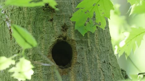 Close-up-view-of-a-baby-spotted-woodpecker-waiting-patiently-for-the-mother-to-bring-food-through-nest-hole-in-the-tree