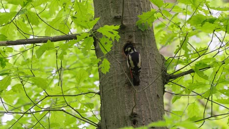 Great-spotted-woodpecker-feeding-its-young-in-nest-hole-carved-in-tree-trunk