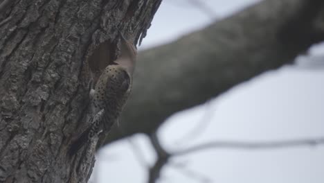 Closeup-Shot-Of-Beautiful-Bird-Perched-On-A-Tree,-Northern-Flicker-A-Species-Of-Woodpecker