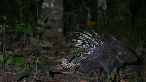 Malayan-Porcupine,-Hystrix-brachyura,-Phu-Khiao-Wildlife-Sanctuary,-Thailand