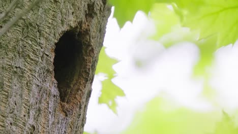 Scene-of-baby-woodpecker-hiding-inside-hole-tree-nest-fed-by-adult-mother,-static-closeup,-day