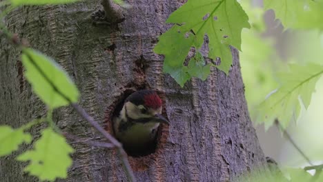 Great-Spotted-Woodpecker-Peering-Out-Of-Nest-Hole-In-Tree