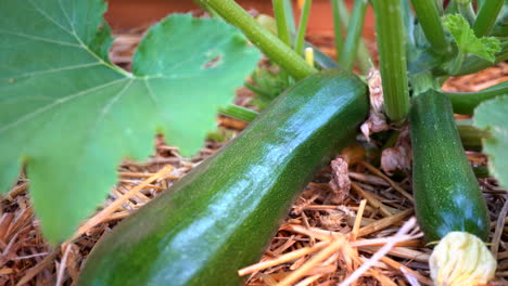 Fresh,-ripe,-zucchini-growing-on-the-vine---isolated-sliding-view