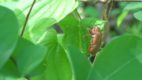The-nymph-shell-of-a-Brood-X-Cicada-clings-to-a-leaf