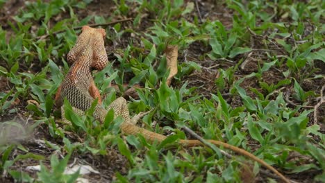 Lizard-in-ground-eating-ants-