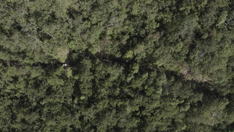 4k-Drone-shot-top-view-of-three-white-cars-driving-through-a-green-beautiful-dense-forest-in-Australia