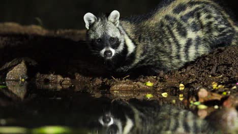 Stunning-medium-shot-of-an-African-Civet-drinking-at-night,-Greater-Kruger