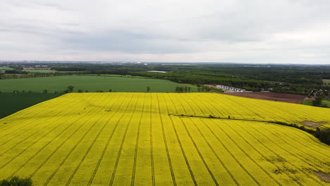 Flying-above-a-flowering-rapeseed-field-and-looking-at-fields,-forest,-village,-and-distant-city