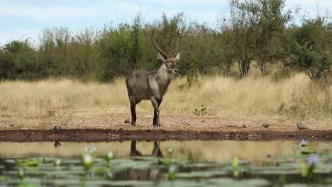 Wide-shot-of-a-waterbuck-male-approaching-carefully-the-waterhole,-Greater-Kruger