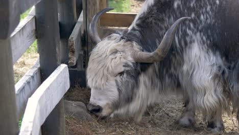 Domestic-yak-bull-with-large-horns-eating-hay---static-medium-shot