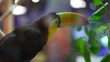 Toucan-bird-with-beautiful-colored-beak-behind-window-glass-at-mall-zoo-retail-pet-store,-playing-with-potted-plant,-looking-at-camera,-then-walking-away
