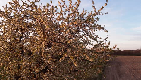 Orbit-around-cherry-tree-covered-in-blooms,-promising-future-abundance-of-fruits