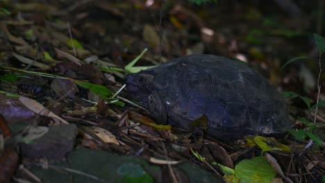 Asiatische-Waldschildkröte,-Manouria-Emys,-Nationalpark-Kaeng-Krachan,-Thailand