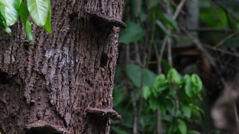 Black-and-buff-Woodpecker,-Meiglyptes-jugularis,-Khao-Yai-National-Park,-Thailand
