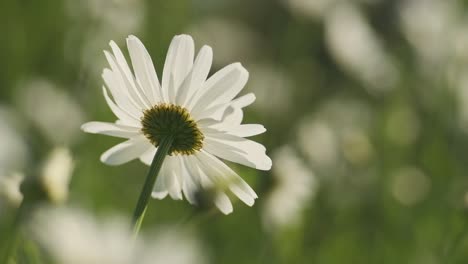 Focus-on-single-daisy-flower-swaying-delicate-in-wind,-slow-motion
