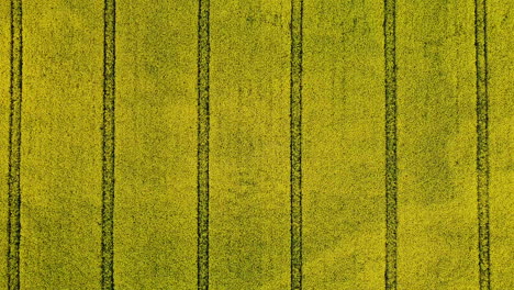 Flowering-rapeseed-field-with-parallel-lines-made-by-machinery