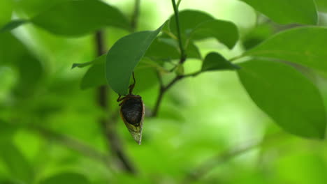 Rear-angle-view-of-Brood-X-cicada-hanging-upside-on-plant