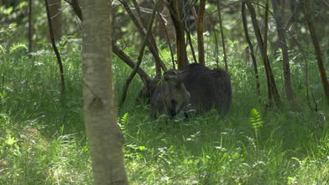 Junges-Süßes-Rotes-Wallaby,-Das-Sich-Im-Grünen-Flush-Wald-In-Australien-4k-Wäscht