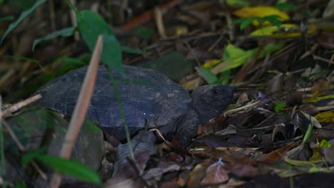 Asian-Forest-Tortoise,-Manouria-emys,-Kaeng-Krachan-National-Park,-Thailand
