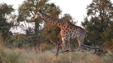 Wide-shot-of-a-giraffe-feeding-on-a-small-tree-in-golden-light,-Greater-Kruger