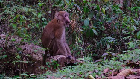 Assamese-Macaque,-Macaca-assamensis,-male,-Phu-Khiao-Wildlife-Sanctuary