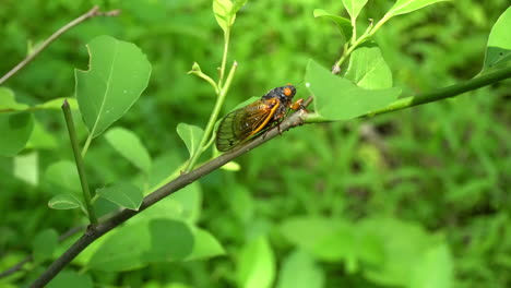 Side-view-of-17-year-periodical-cicada-from-2021-sitting-on-plant