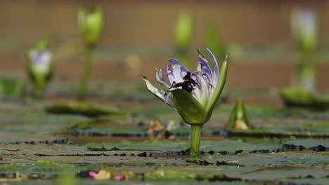 Wide-shot-of-a-Carpenter-bee-landing-on-a-water-lily,-Greater-Kruger