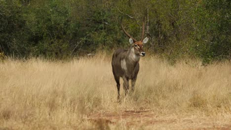 Wide-shot-of-a-male-waterbuck-walking-through-the-dry-grass,-Greater-Kruger