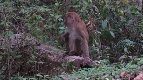 Assamesischer-Makaken,-Macaca-Assamensis,-Männlich,-Phu-Khiao-Wildschutzgebiet