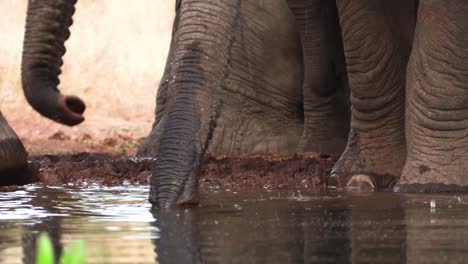Closeup-of-African-elephants'-feet-and-trunks-while-drinking,-Greater-Kruger