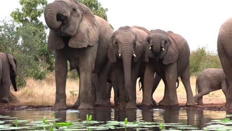 Wide-shot-of-African-elephants-drinking-from-a-waterhole,-Greater-Kruger
