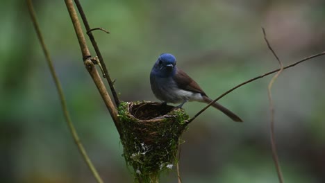Papamoscas-Azul-De-Nuca-Negra,-Hypothymis-Azurea,-Tailandia