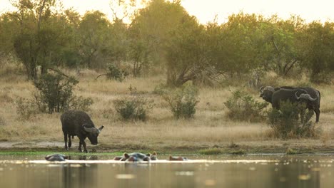 Wide-shot-of-a-herd-of-Cape-buffalo-drinking-with-a-group-of-hippos-in-the-fore-ground,-Greater-Kruger