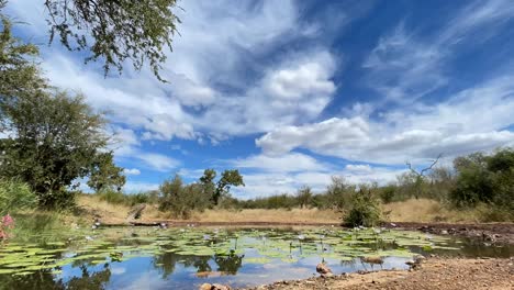 Time-lapse-of-clouds-moving-over-a-waterhole-in-the-Greater-Kruger
