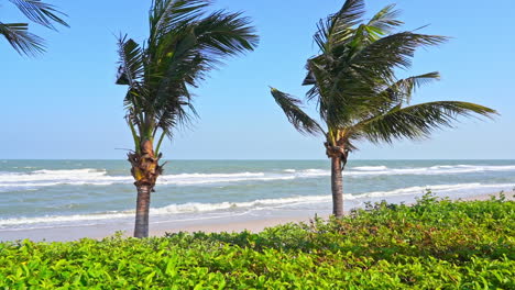 Palms-swaying-at-sandy-tropical-beach-under-the-strong-wind-daytime