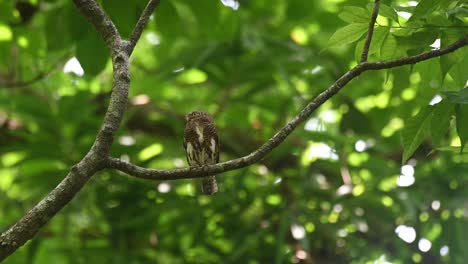 Collared-Pygmy-Owlet,-Taenioptynx-brodiei,-Kaeng-Krachan,-Thailand