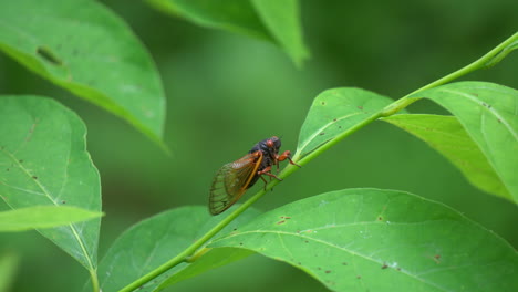 Side-view-of-Brood-X-cicada-in-2021