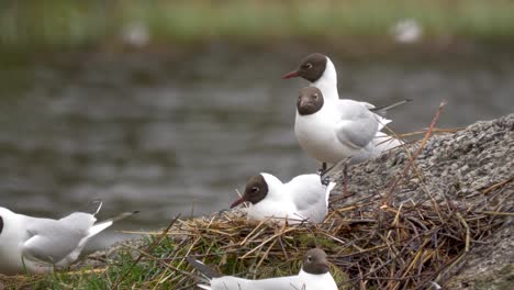 Close-up-of-multiple-seagulls-looking-around-for-dangerous-predators---captured-in-4k