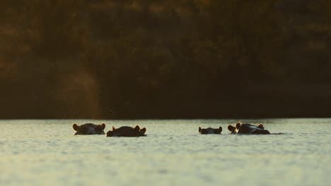 Wide-shot-of-five-hippo-heads-above-the-water's-surface,-Greater-Kruger